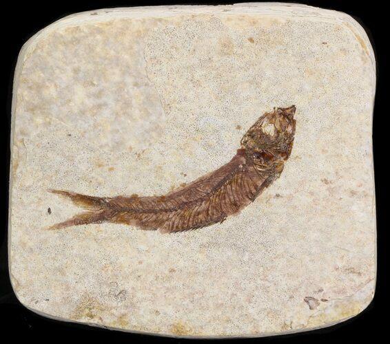 Small Knightia Fossil Fish - Wyoming #41036